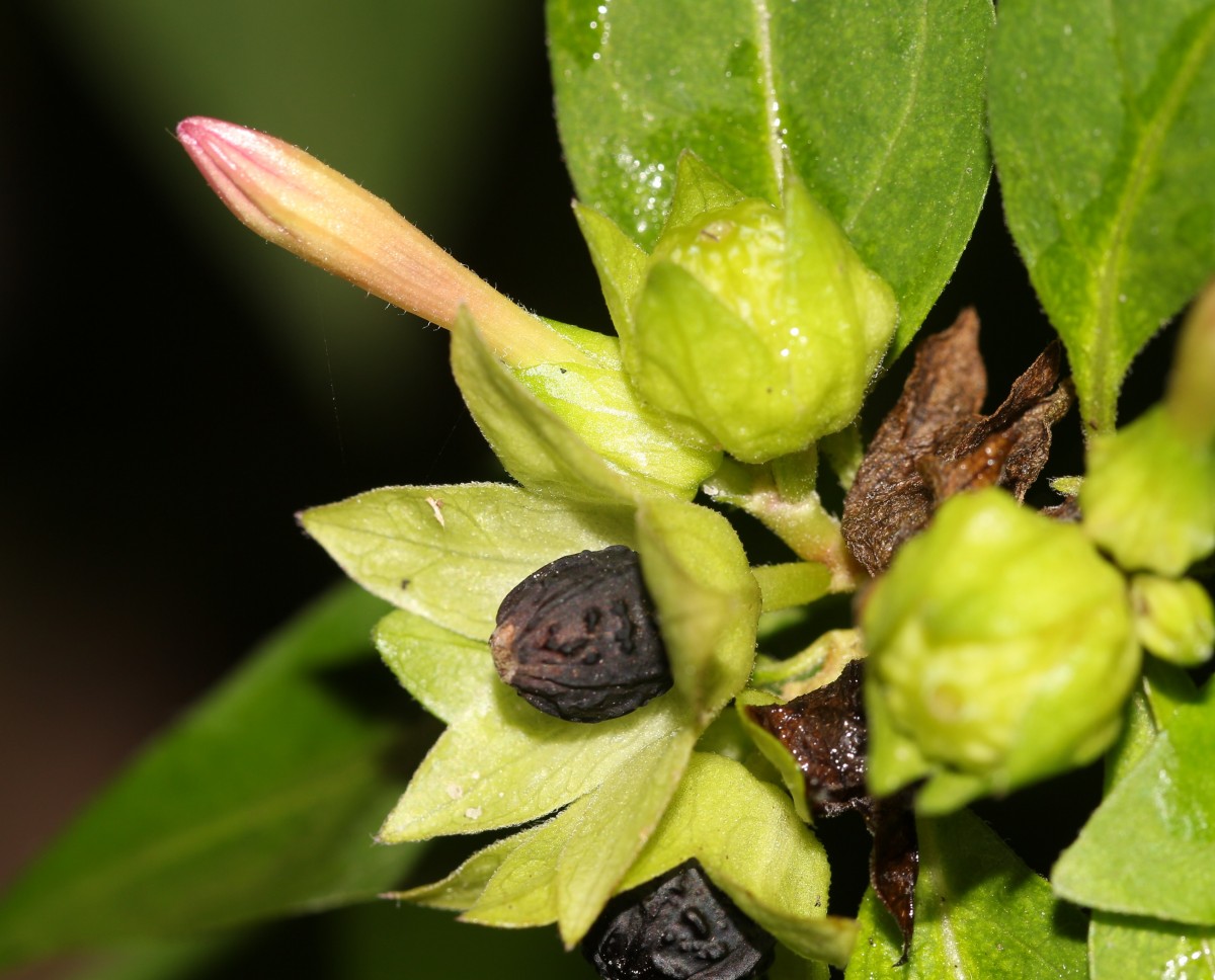 Mirabilis jalapa L.